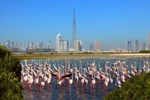 Ras Al Khor - fénykép 12