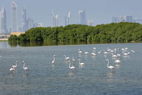 Ras Al Khor