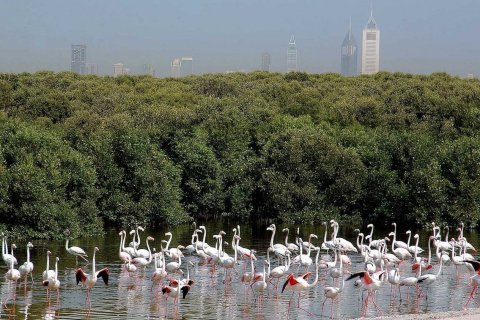 Ras Al Khor - fotoğraf 11